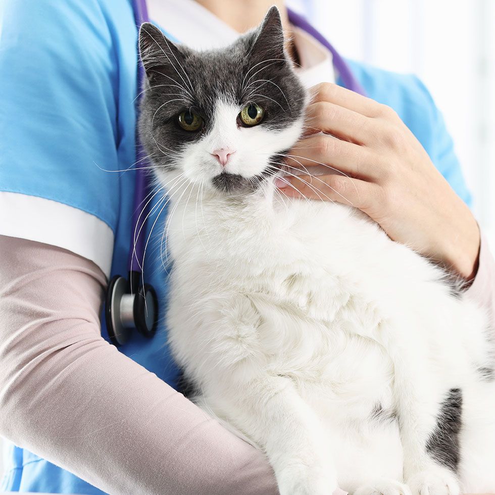 veterinarian is holding cat