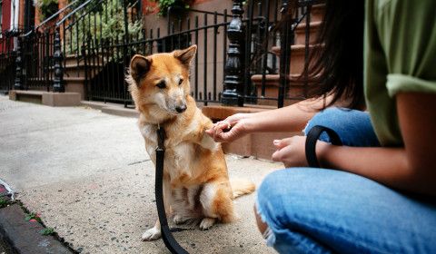 How to Help Prevent Dog Bites and Know When Your Pet Needs Immediate Care