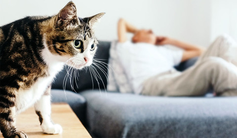 Is Your Cat Thinking Twice Before Jumping? Small Changes That Can Signal Joint Pain
