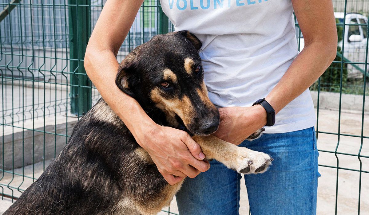 shelter-dog-ready-for-adoption