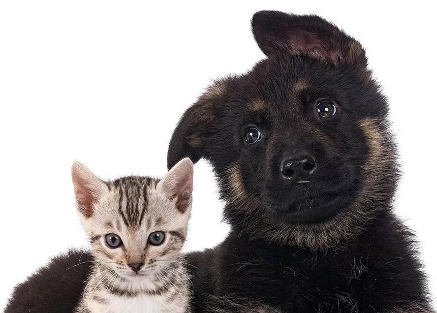 puppy german shepherd kitten front white background