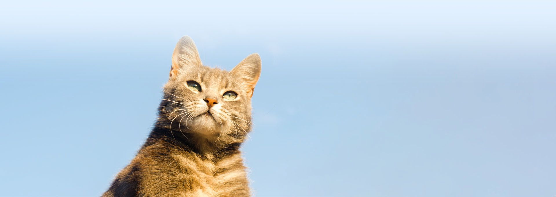 orange cat sky background