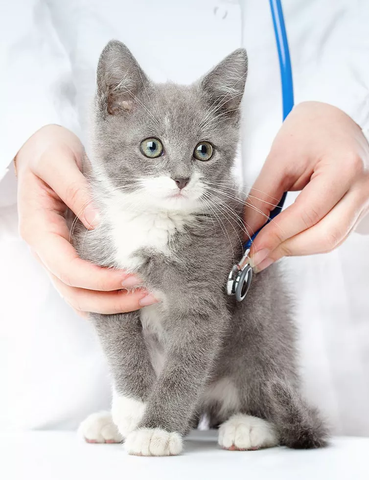 veterinarian checking gray kitty